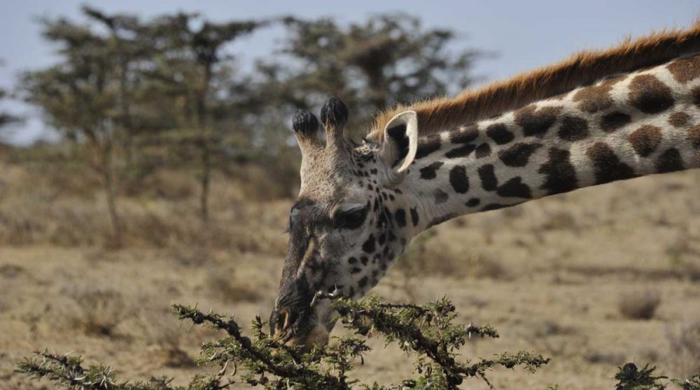 Une girafe dans la nature tanzanienne