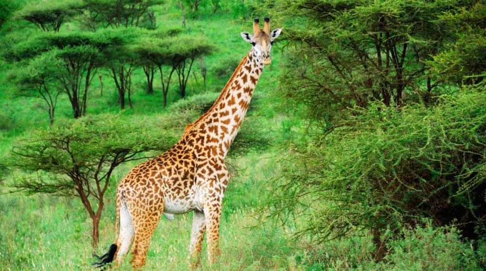 Une girafe dans le bush