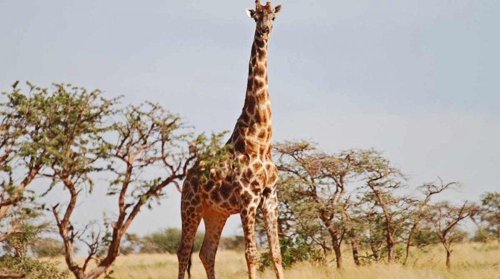 Une girafe à Tswalu
