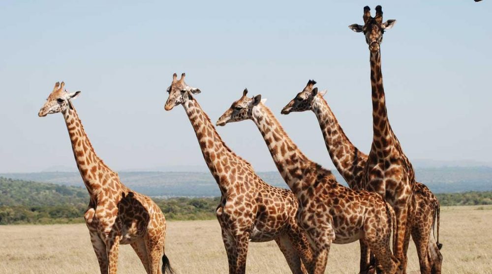 Des girafes dans le Masai Mara au Kenya