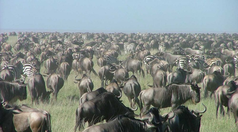 Des gnous en Tanzanie