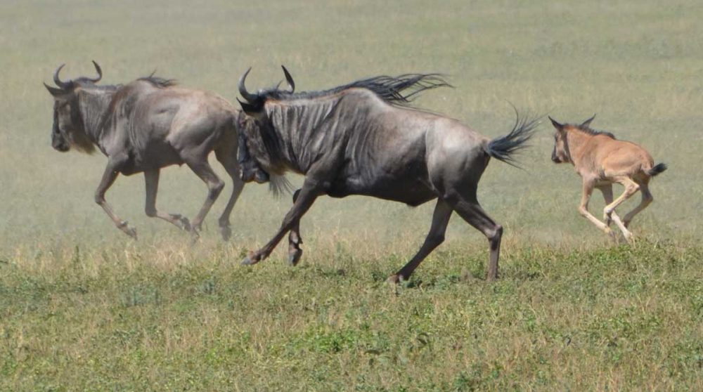 Des gnous en Tanzanie