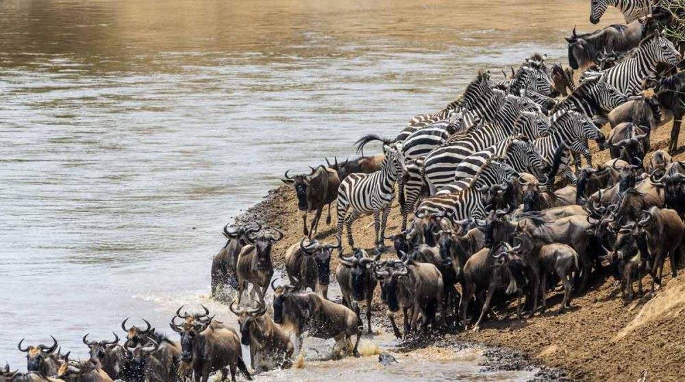 Des gnous dans le Masai Mara