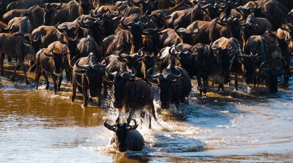 Des gnous dans le Serengeti