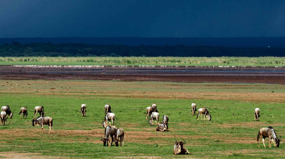 Des herbivores au Lac Manyara