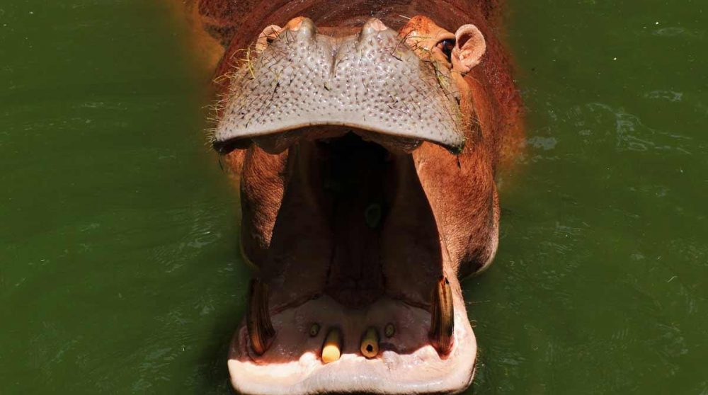 Un hippopotame