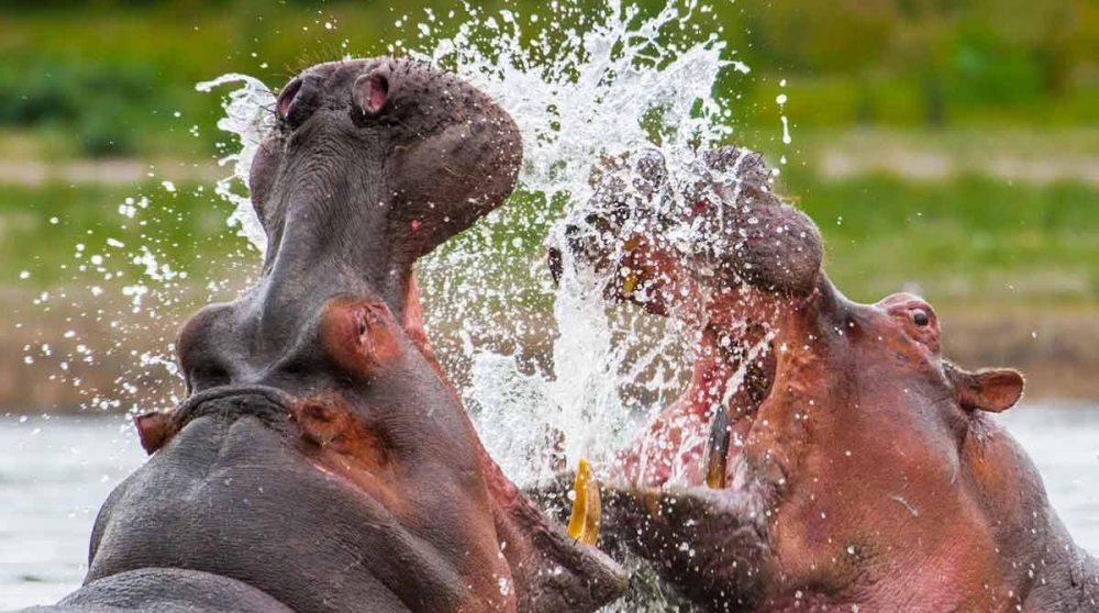 Des hippopotames au Kenya