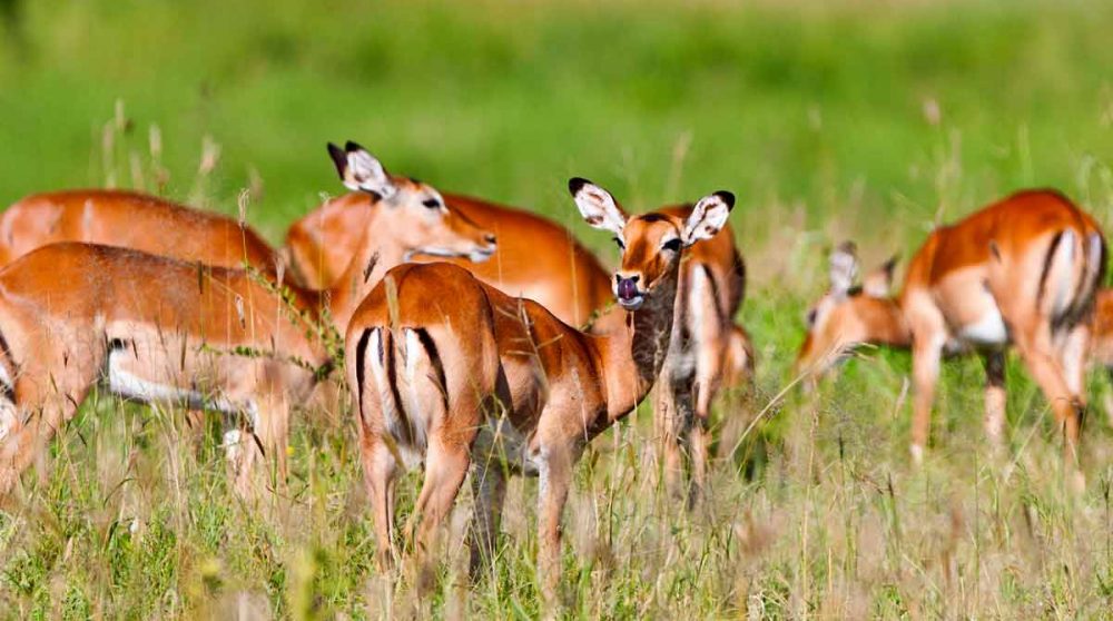 Des impalas dans la nature tanzanienne