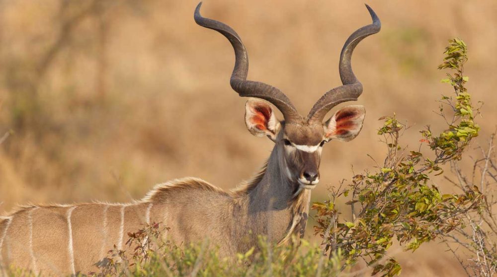 Un koudou dans le parc Kruger