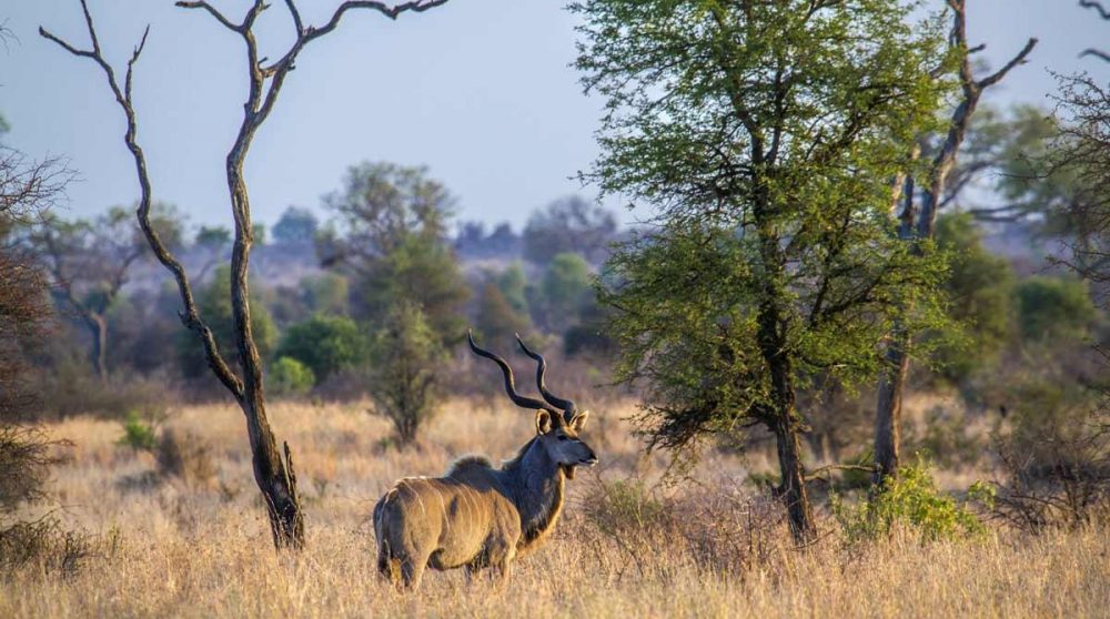 Vous observerez les animaux dans le Kruger