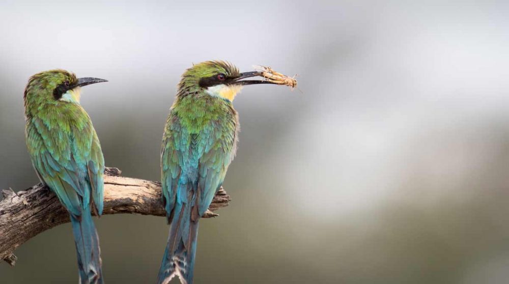 Observation d'oiseaux dans le Kruger