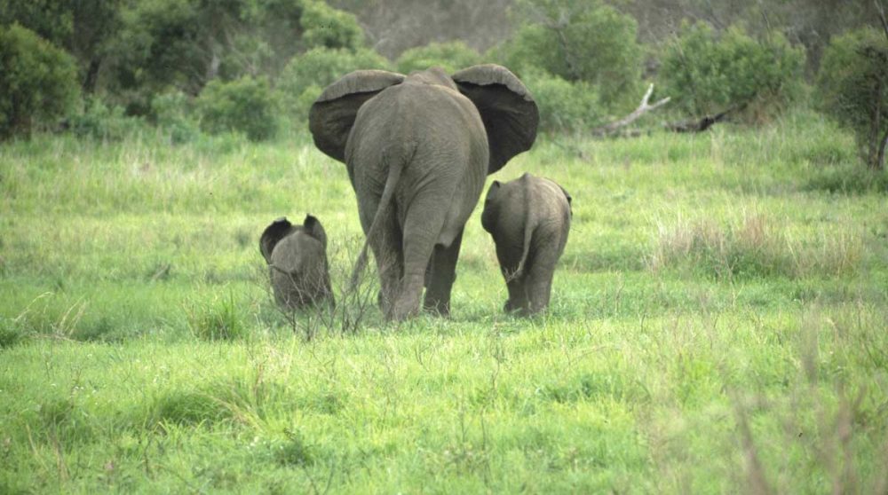 Des éléphants dans le Kruger