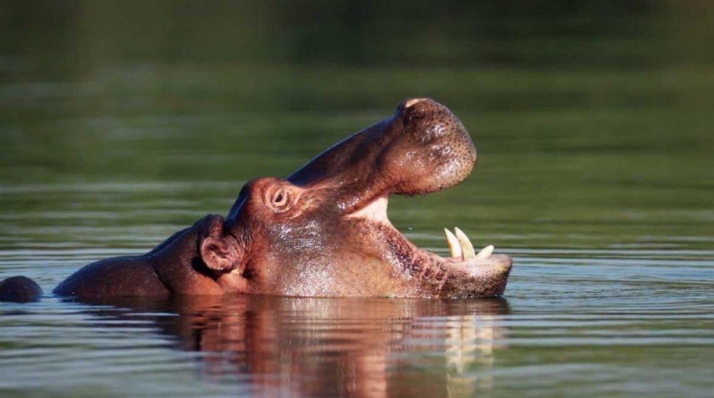 Un hippopotame au Kruger en Afrique du Sud