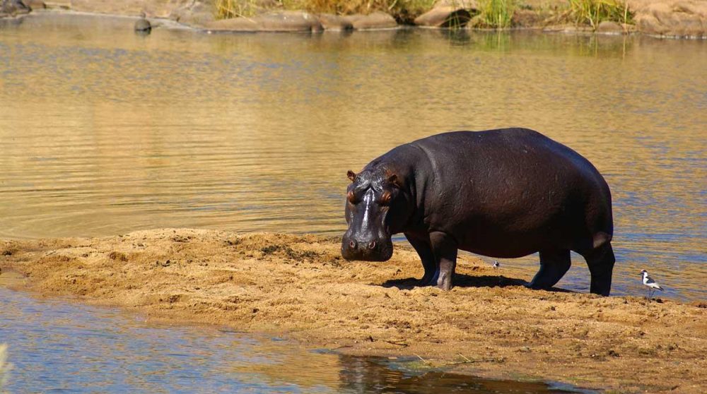 Un hippopotame dans le Kruger