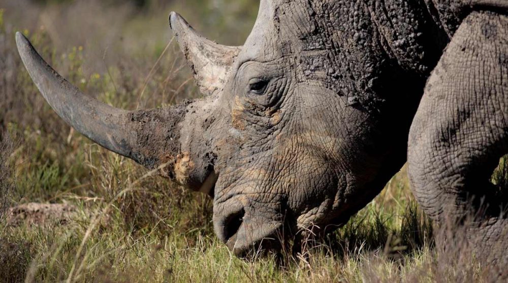 Un rhinocéros dans le Kruger