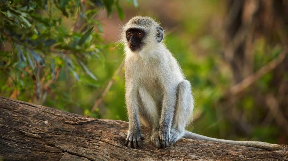 Un petit vervet dans le Kruger en Afrique du Sud