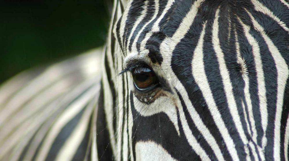 Un zèbre dans le Kruger