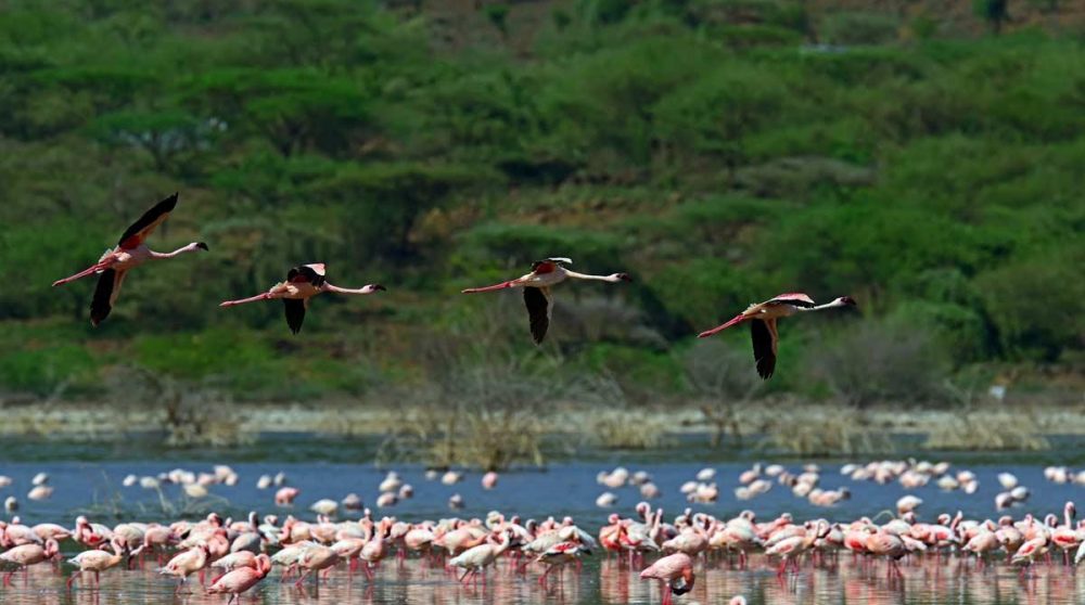 Les flamants roses au Lac Bogoria au Kenya