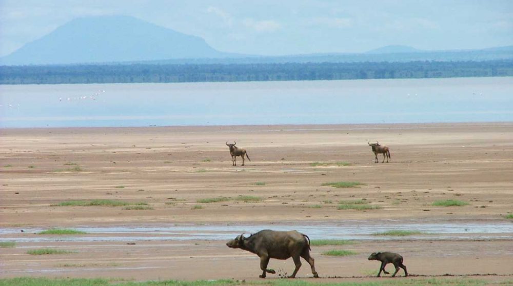 Le Lac Manyara à voir en Tanzanie