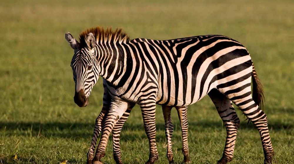 Le Lac Manyara une étape de votre voyage