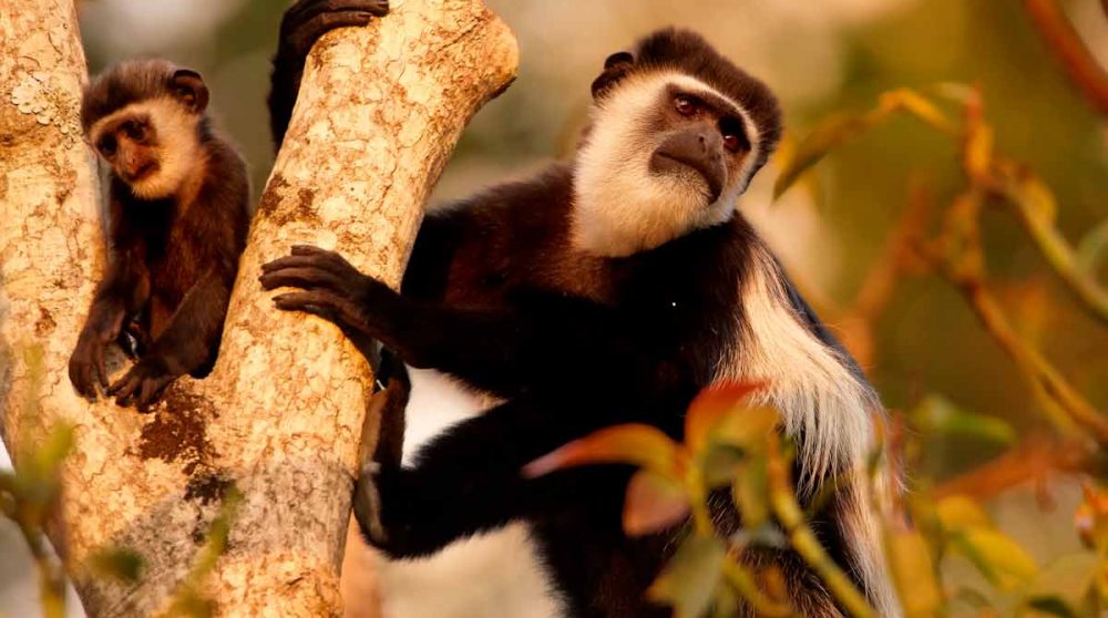 Le Lac Manyara, étape de votre voyage en Tanzanie