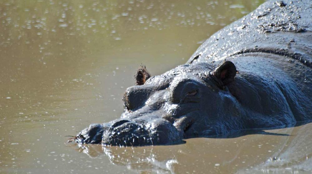 Un hippopotame au Lac Manyara