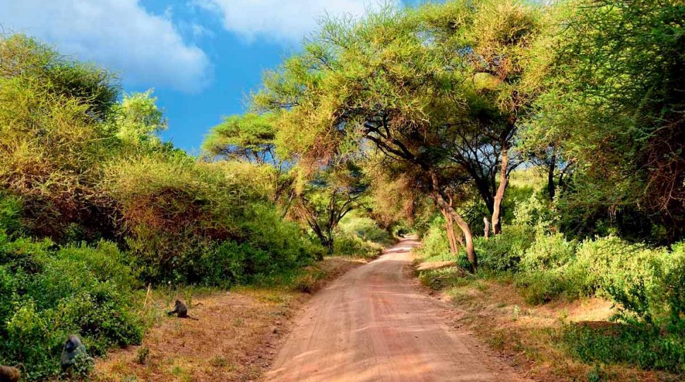 Une route au Lac Manyara