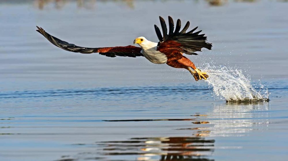 Observation d'oiseaux au Lac Naivasha