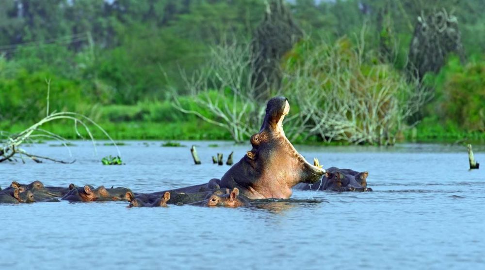 Découvrez le Lac Naivasha et ses hippopotames