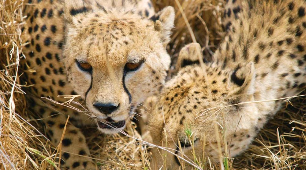 Des léopards en Tanzanie