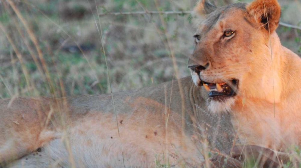 Un lion au Meru National Park