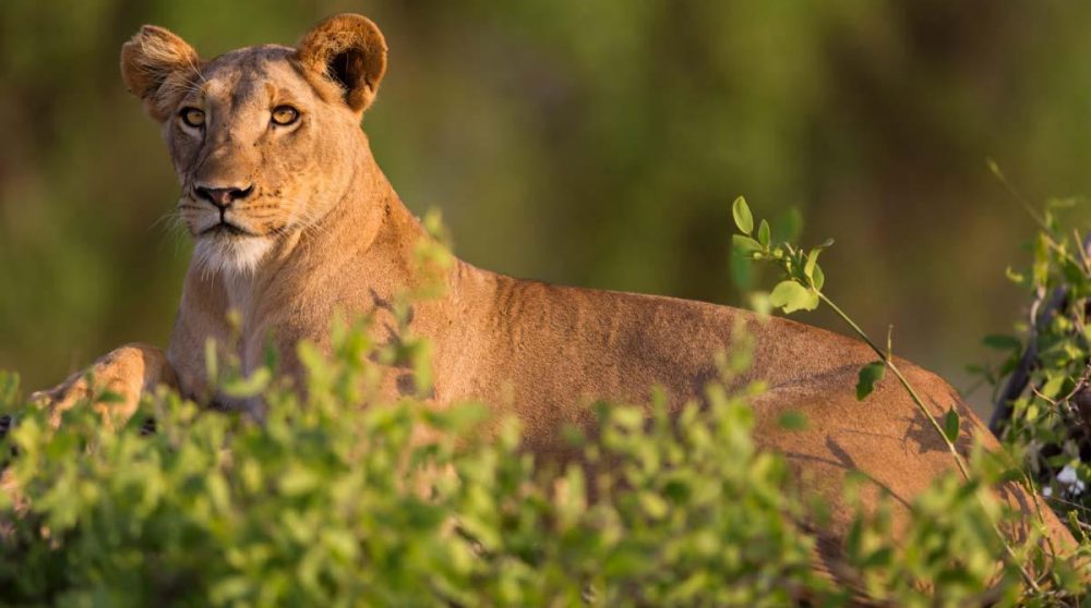Un lion au Kenya