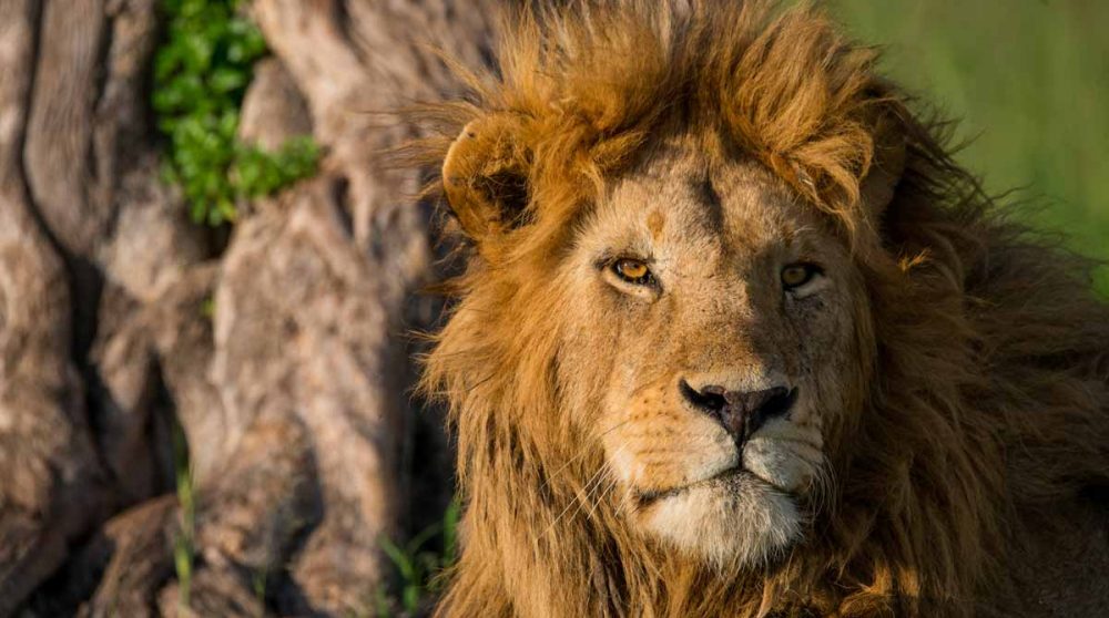 Un lion dans la savane