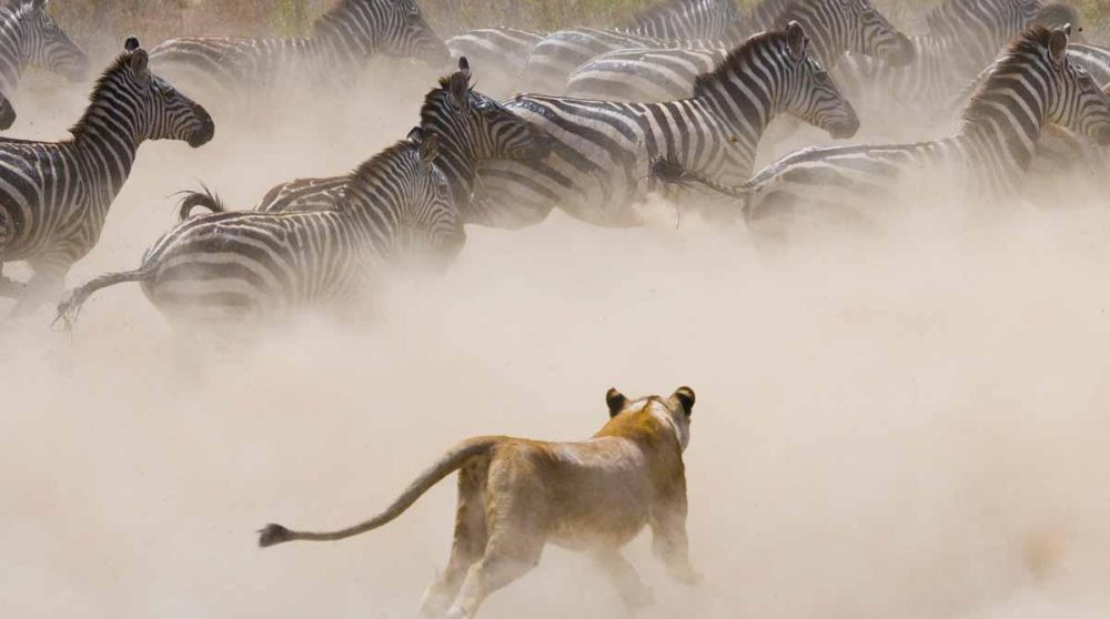 Un lion parmi un troupeau de zèbres