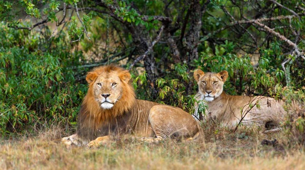 Des lions se reposant au Kenya