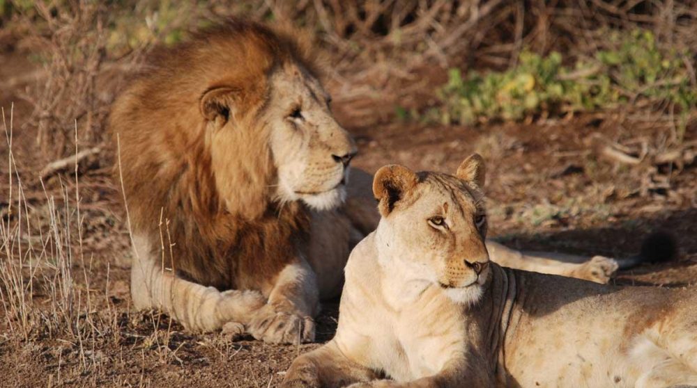 Un arbre dans le parc national d'Amboseli