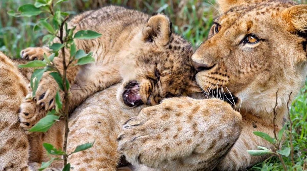 Les lions du Lac Nakuru