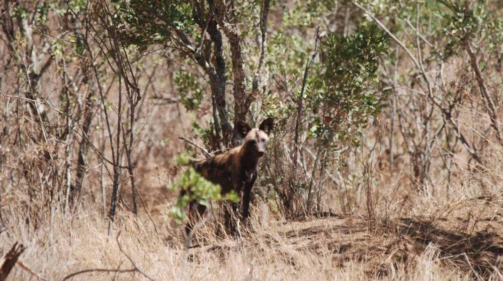 Un animal de Laikipia : le lycaon