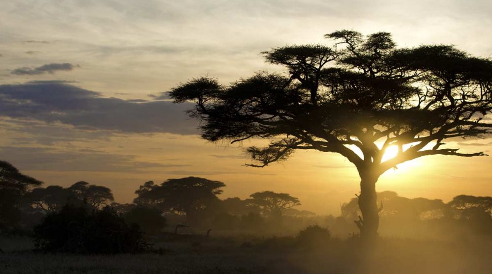 Paysage avec un acacia parasaol en fin de journée dans le Masai Mara