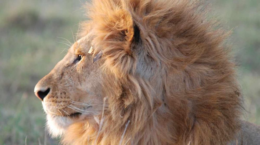 Le Masai Mara et ses lions, à voir absolument lors de votre circuit