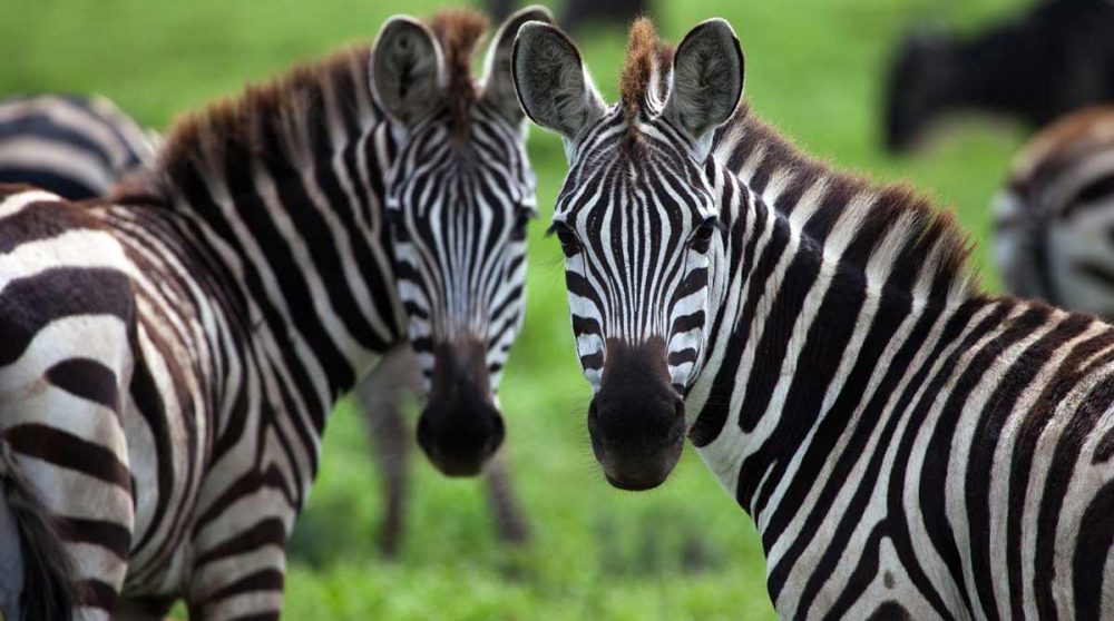 Des zèbres dans le Masai Mara au Kenya
