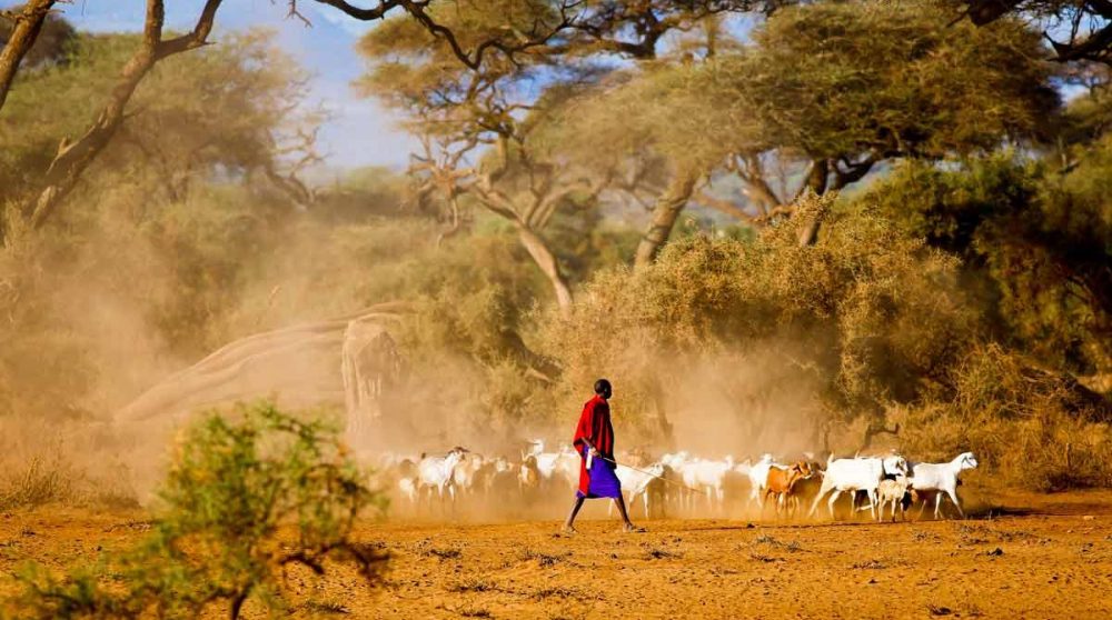 Un troupeau avec un massai