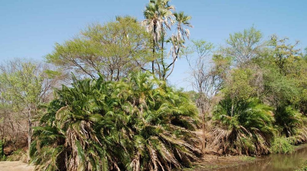 Des palmiers près de l'eau