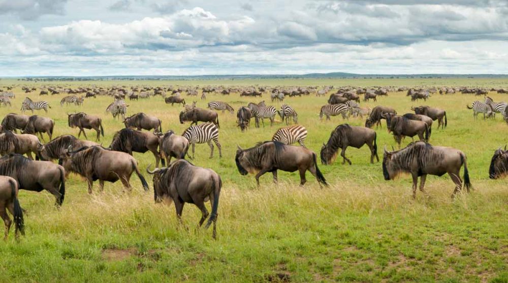Une migration de gnous