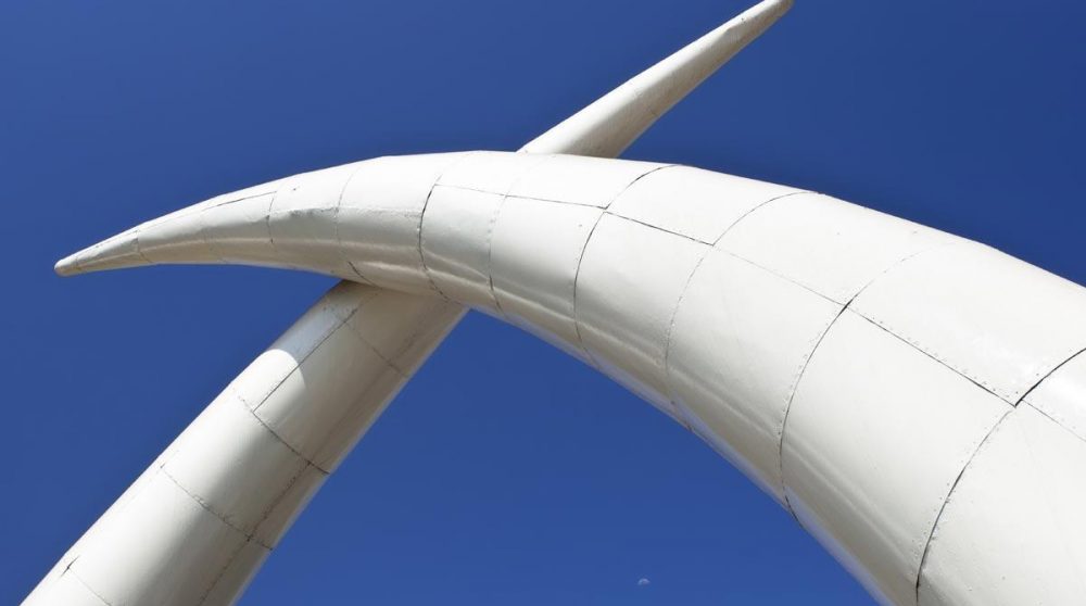 Les tusks de Moi Avenue