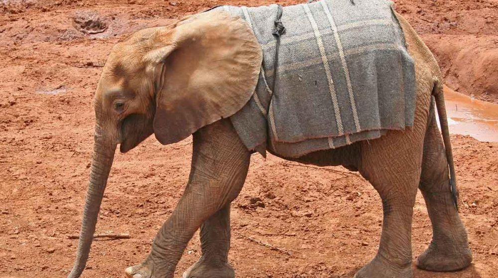 L'orphelinat pour animaux de la ville