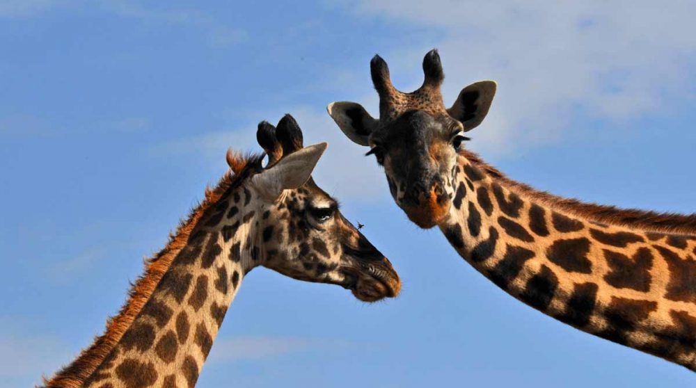 Des girafes au Cratère du Ngorongoro