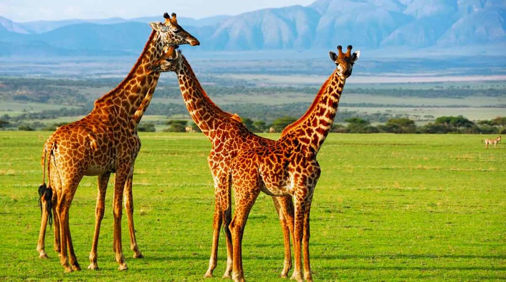 Des girafes au cratère du Ngorongoro