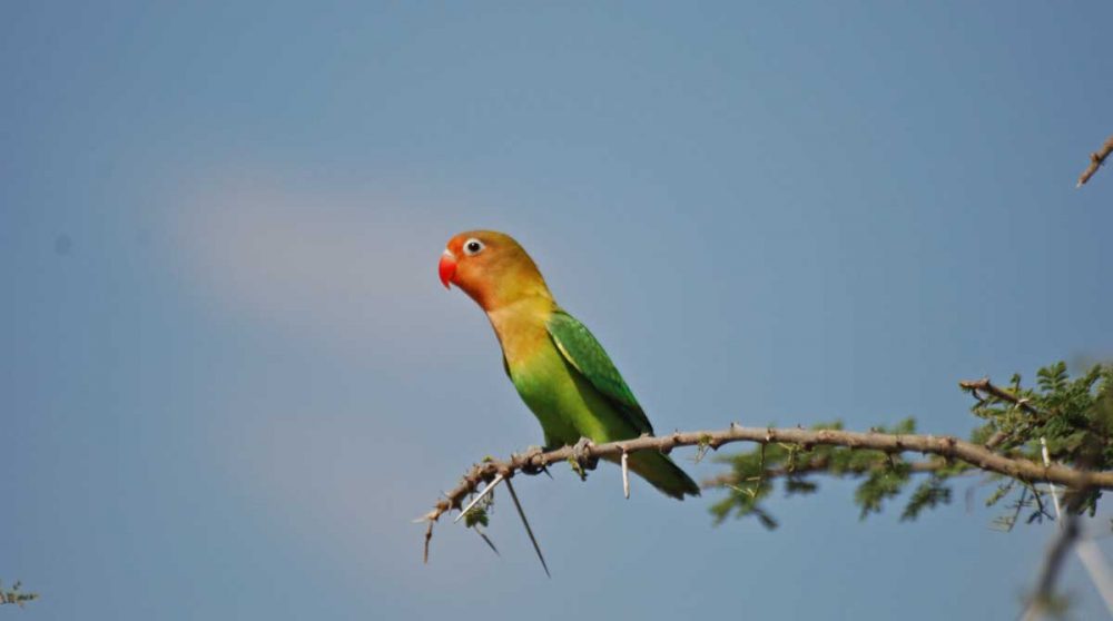 Observation d'oiseau durant un safari