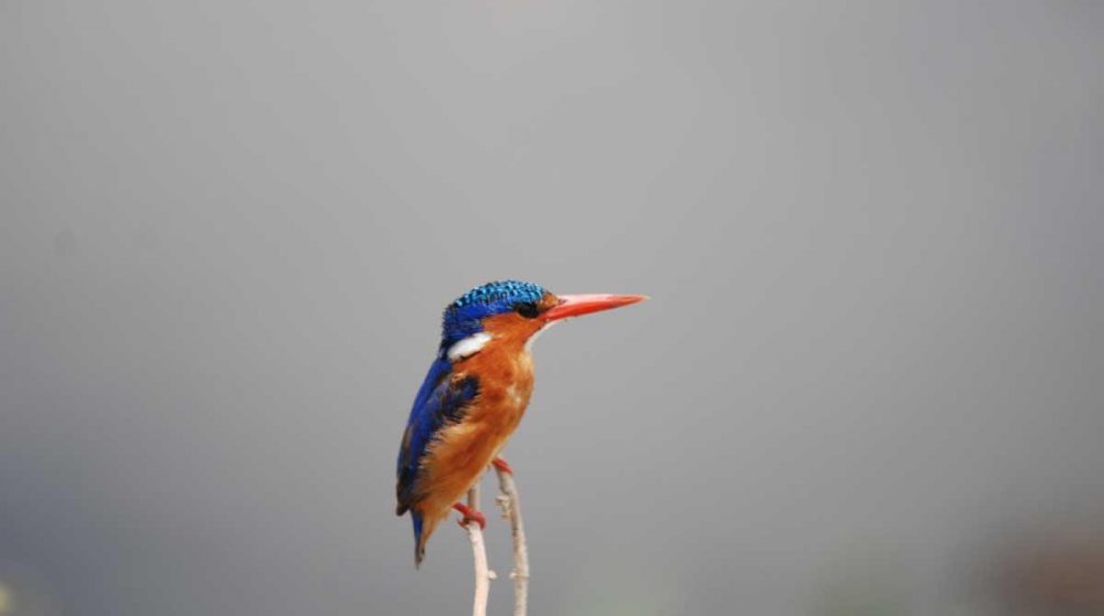 Observation d'oiseau dans dans le parc d'Amboseli